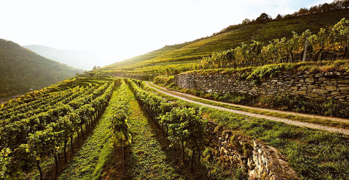 Gritsch Roman Weingut Wachau Wein Lese Herbst